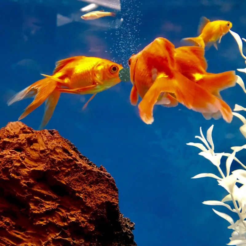 100pcs High Purity Spirulina T - огляд і ціна Aquarium Fish Holiday Food