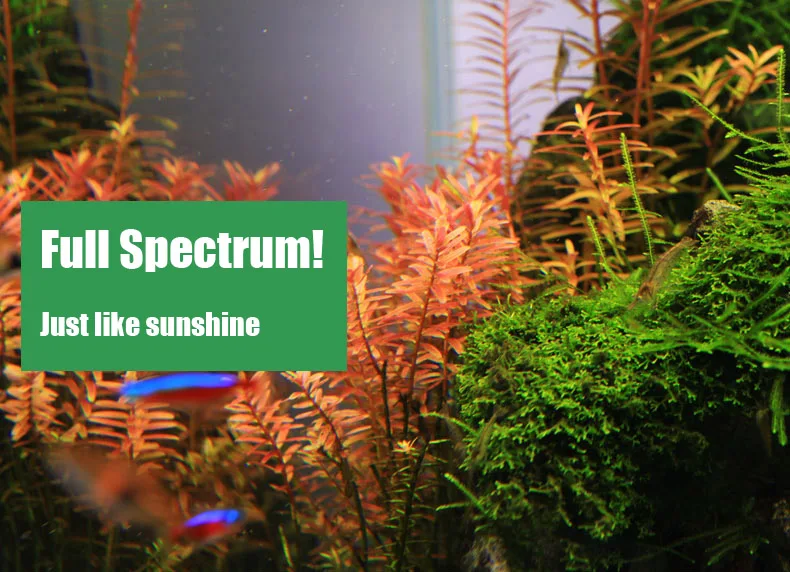 Chihiros C Series ADA Style Pl - огляд і ціна Aquarium Fish Background